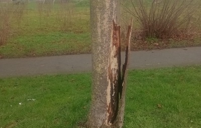 Afgezaagde bomen Leirekensroute: verduidelijking