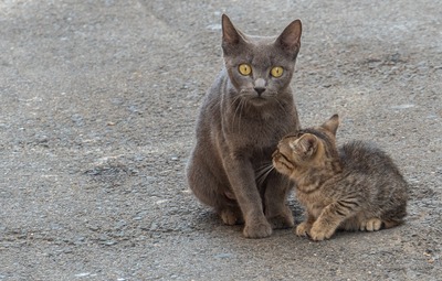 Sterilisatieplicht katten